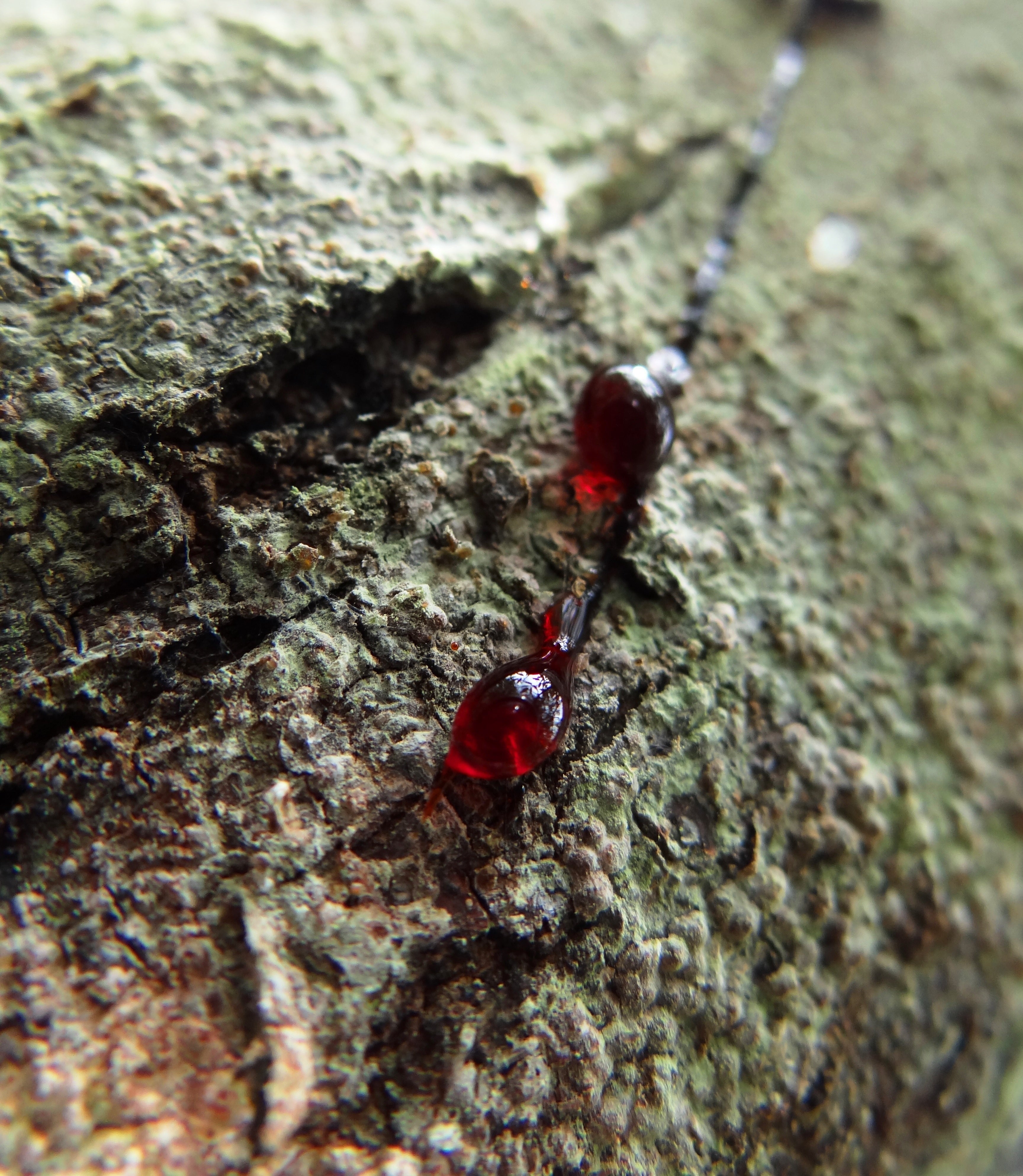 Le sang de dragon, ce pansement liquide venu d'Amazonie